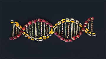 Anti-Ageing and Telomeres - Village Juicery